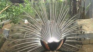 PAVO REAL EN PEREZ ZELEDON COSTA RICA SE VENDEN INF 86895105 [upl. by Araeic]