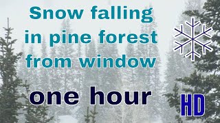 HD ❄ Snow falling in pine forest from window ❄ [upl. by Ahcarb]