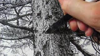 CrossHatching Demonstration Trees [upl. by Trillbee626]