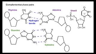 Nucleotides OCR A ALevel Biology Revision Module 213 Nucleotides and nucleic acids [upl. by Helve]