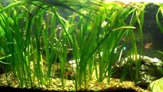 55 giant vallisneria [upl. by Freedman]