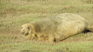 Seals in the wild Donna Nook [upl. by Etnuad256]