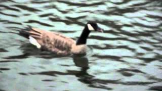 Honking Canada Goose [upl. by Leasa]