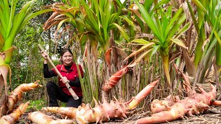 Harvesting Giant Galangal Root  Delicious Dishes Made From Galangal Go to the market to sell [upl. by Yajnas143]