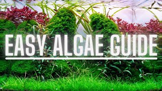 Complete Algae Beginners Guide  Learn ALL The Basics Of The Most Common Types Of Aquarium Algae [upl. by Haney]