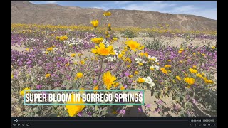 Super Bloom 2024 Borrego Springs [upl. by Aicirtel445]