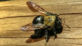 Large Carpenter Bee Sounds  Close Up [upl. by Dyoll394]