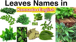 Leaves Name in Kannada  Learn Kannada  ಎಲೆಗಳ ತರಕಾರಿಗಳು [upl. by Anawit]