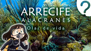 Arrecife Alacranes Olas de vida Documental [upl. by Wilhelmine]