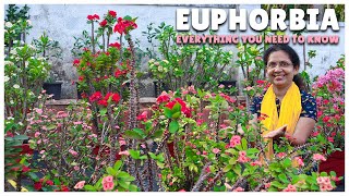 Euphorbia Everything You Need to Know  Care Propagation Tips and More [upl. by Nina517]