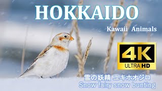 4K Hokkaido Kawaii Animals ユキホオジロ Snow bunting [upl. by Sollows]