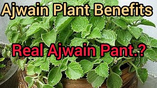 Ajwain Plant Benefits And correct way to Grow  Mexican Mint Indian Borage aishwithplants [upl. by Aniret]