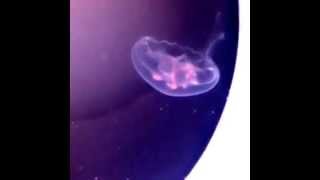 Moon Jellyfish Eating  Jellyfish Feeding [upl. by Keverian170]