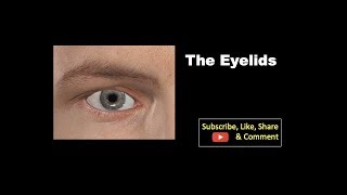 The eyelids Anatomy mbbs education bds headandneckanatomy eyelid [upl. by Adniram]