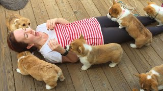 20 Minutes of Adorable Puppies 🐶 [upl. by Templeton206]