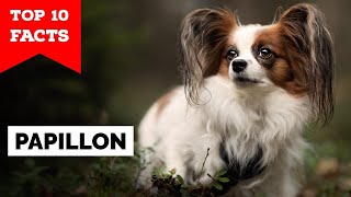 Papillon Dog  Top 10 Facts [upl. by Liahkim]