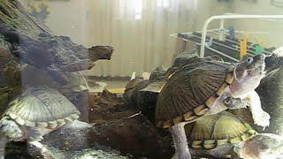 Sternotherus carinatus RazorBack Musk TurtlesTartarughe del Muschio MuskTurtles Aquarium Turtle [upl. by Ynor]