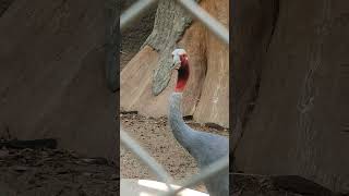 Sarus crane and Blacknecked stork [upl. by Oliver]