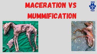 Mummification VS MacerationVeterinary Gynaecology [upl. by Nyllaf]