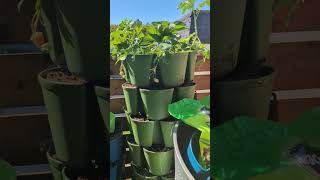 garden overview growth greenstalkgarden patiogarden apartmentgardening tinygarden update [upl. by Rooke185]