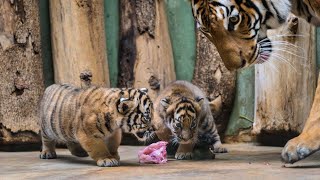 TİERPARK PRAG 2 PRAGUE ZOO [upl. by Tevlev141]