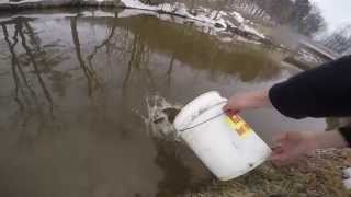 Cocolamus Creek PA Trout Stocking 2015 [upl. by Oranneg]