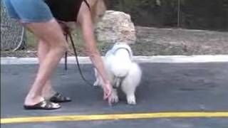 How to Train a Poodle  Teaching a Poodle to Lay Down on Command [upl. by Gordie]