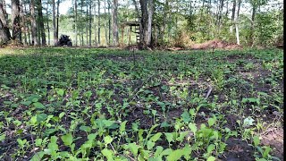 Planting Brassica Radishes New Food Plot [upl. by Witte]