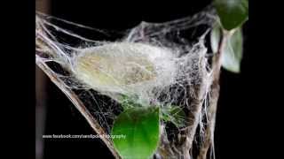 silk worm building cocoon [upl. by Ashbaugh]