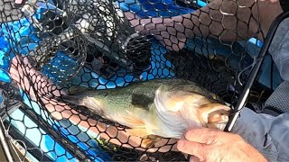 Kayak Fishing in the LILY PADS bassfishing kayakfishing [upl. by Monk]