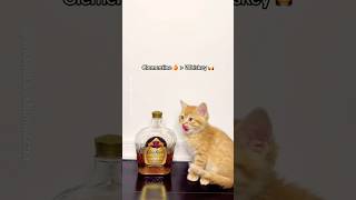 Clementine’s 🍊size vs Random food 🍫 babykittens orangecat fosterkitten lilmeow cutecats [upl. by Daza]