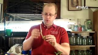 Sprouting Potatoes Quick Tip The Wisconsin Vegetable gardener [upl. by Euqinor132]