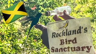 Rockland’s Bird Sanctuary  Montego Bay Jamaica 🇯🇲 [upl. by Manard994]