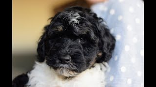 Meet Alpine the Mini Sheepadoodle Puppy from Sheepadoodle Pup [upl. by Molly]