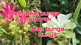 Mengenal bunga kunyit dan bunga temulawak [upl. by Myrlene]