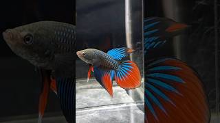 Imbellis Long Fins Wild Betta bettafish betta imbellis wildbetta [upl. by Aleafar]