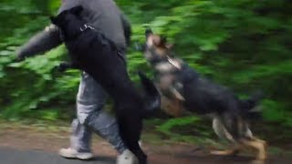 TV item RTL4 over de Kangal Turkse herdershond en Stichting SPOTS [upl. by Ahsilad540]