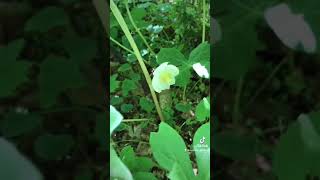 The Mayapple or American Mandrake Plant Shorts [upl. by Aihsekan]