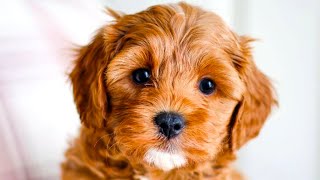 Cavapoo  The Ultimate Top 10 Pros and Cons Guide [upl. by Patti]