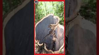 This is the most expensive wood in the world African Blackwood adventure wood space facts [upl. by Tay]