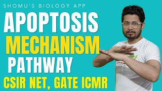 Apoptosis pathway  Mechanism of apoptosis  Apoptosis lecture 1 [upl. by Neeron701]