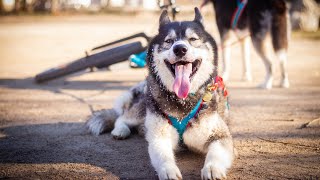 Harnais de traction pour chien  Mesures et bon ajustement  NAHAK [upl. by Alios959]