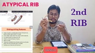 Second Rib Anatomy Bangla Demo [upl. by Baerl874]