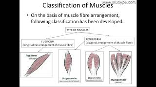 Muscle its types amp functions [upl. by Giulio]