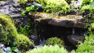 Waterfall in paludarium [upl. by Robbi]