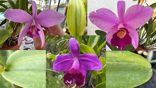 Cattleya pumila [upl. by Gierc982]