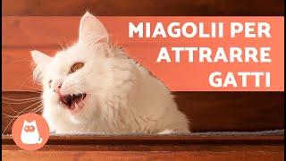 SUONI per far COMPARIRE il tuo GATTO 📣🐈 Miagolii per ATTIRARE il tuo GATTO quando si NASCONDE [upl. by Derdle]