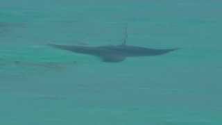 Ornate eagle ray at Komandoo Maldives Island Resort [upl. by Kroy]