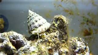 Trochus snail YouTube [upl. by Osbourne196]