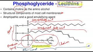 Complex Lipids amp Biological Membrane [upl. by Lednor]